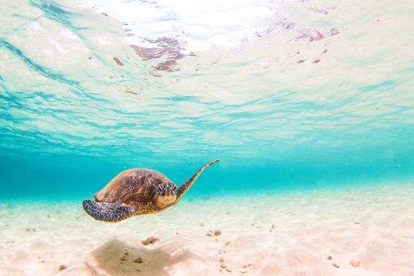 apini marine lives swimming turtle