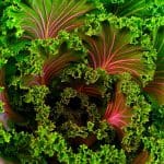 Fractals in food & nature