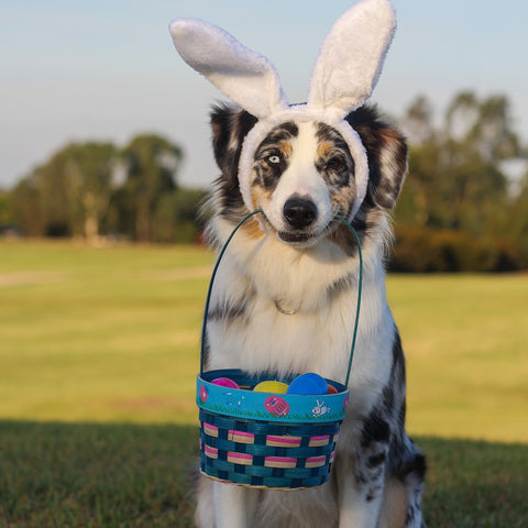 Australian Shepherd dog dressed as a bunny holding an easter basket