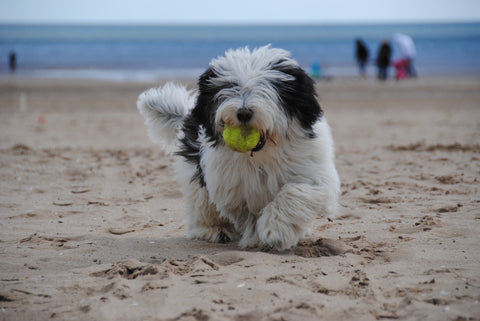 dog playing fetch on a beach