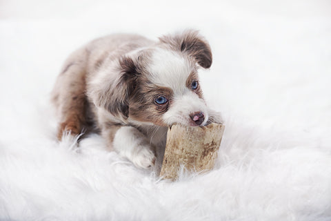 puppy chewing on a toy
