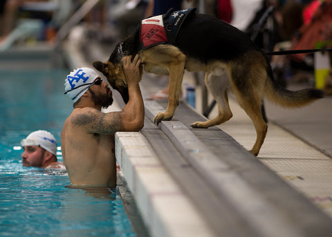 Service dog helping swimmer