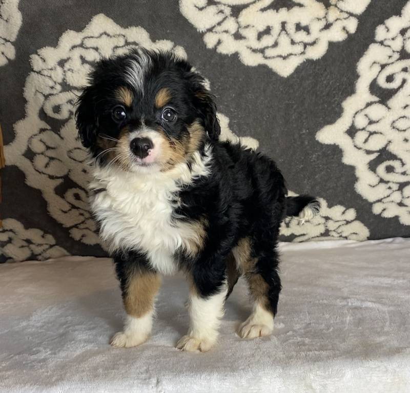 aussiepoo puppies for sale near me