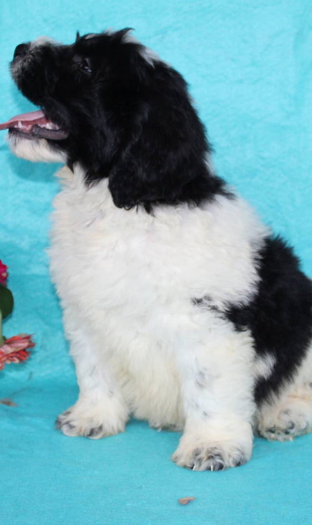 Marley Male St. Bernedoodle $950 | That Doggy in the Window