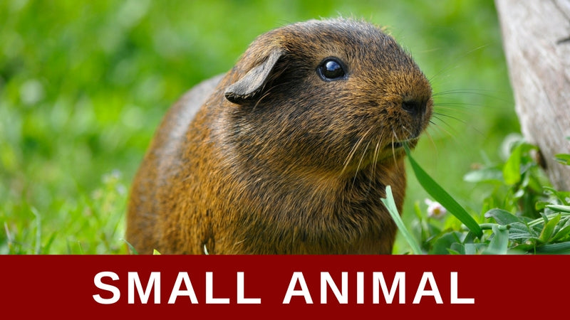 small animal