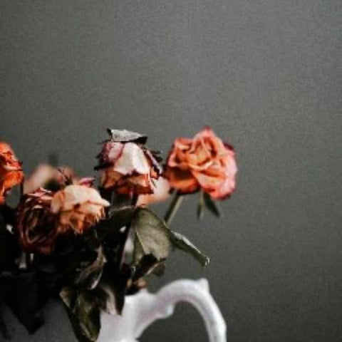 dead roses inside vase