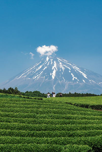 shizuoka green tea