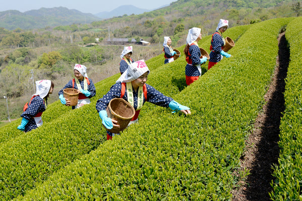 japanese tea production 