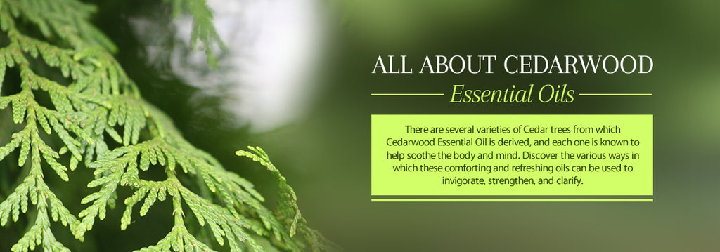 Cedarwood Essential Oil - Uses & Benefits - Essentially You Oils - Ottawa