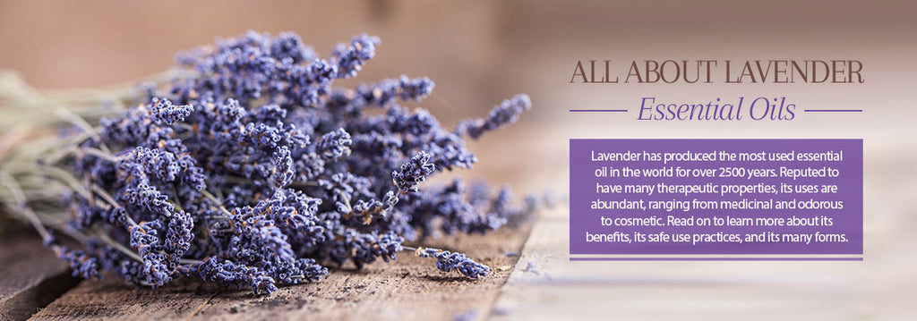 Lavender Essential Oil - Uses & Benefits - Essentially You Oils - Ottawa
