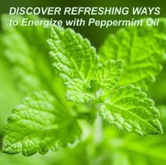 Energize With peppermint Oil Peppermint Essential Oil - Uses & Benefits - Essentially You Oils - Ottawa Canada