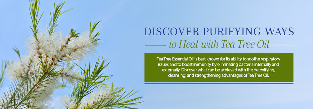 Tea Tree Essential Oil - Recipes, Uses & Benefits - Essentially You Oils - Ottawa Ontario Canada