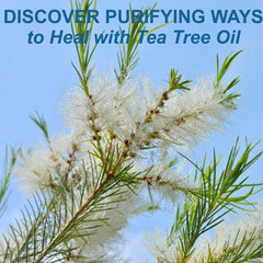 Tea Tree Essential Oil - Recipes, Uses & Benefits - Essentially You Oils - Ottawa Ontario Canada