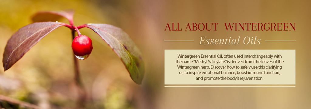Wintergreen Essential Oil All About