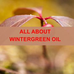 All About Wintergreen Essential Oil Bllog
