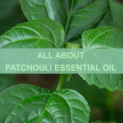 All About Patchouli Oil