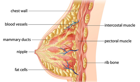 breast  structure