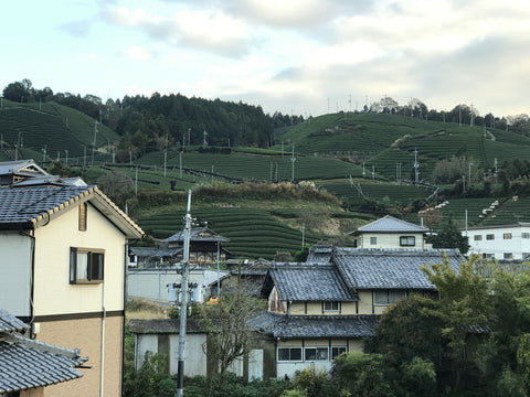 Teeplantage in Uji nahe Kyoto
