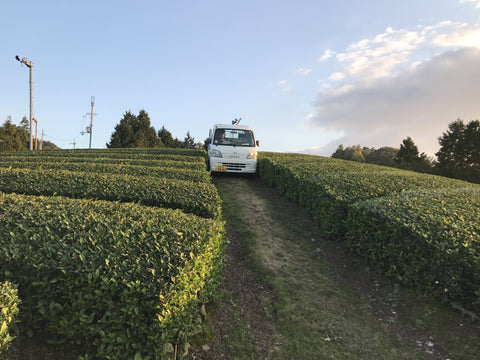 Teeplantage in Japan