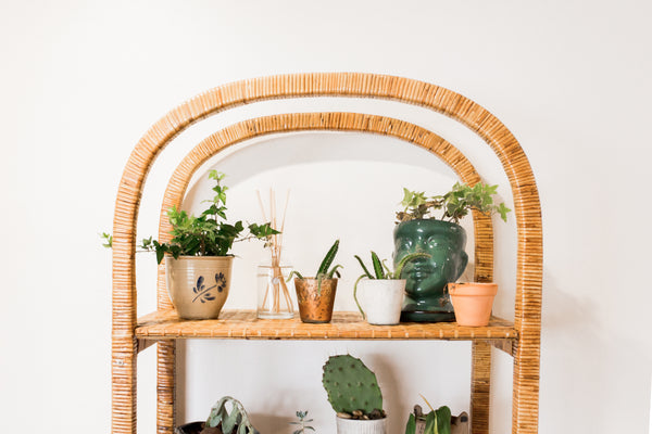 Desert Cactus plants on shelf