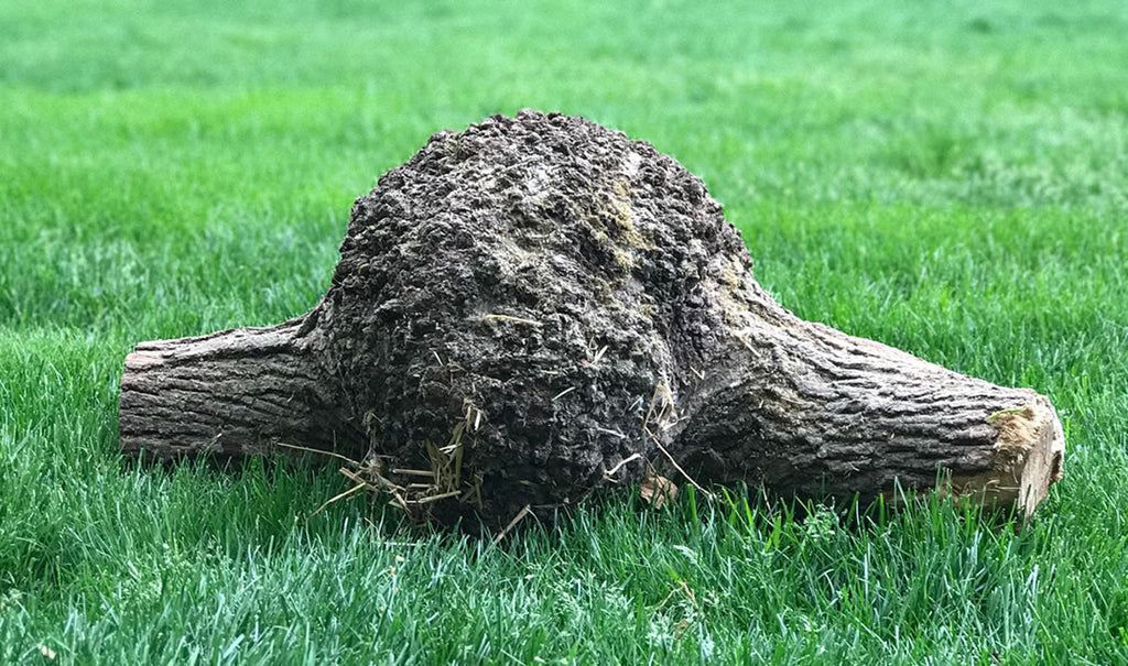 Oak burl on green grass lawn