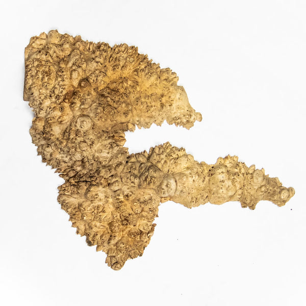 Large maple wood burl on white background