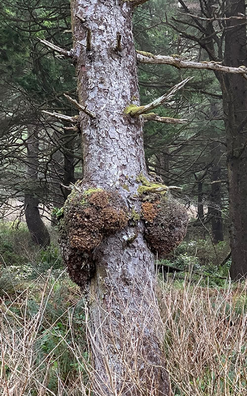 Large maple tree with burls in the woods