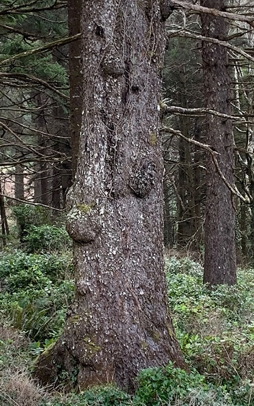 Maple tree with burls