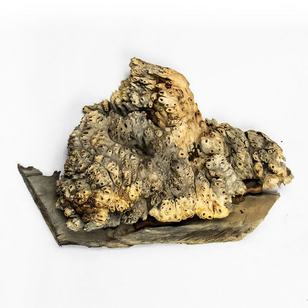 Small buckeye burl on white background