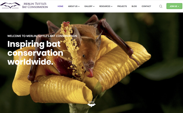 Merlin Tuttle's Bat Conservation landing page image