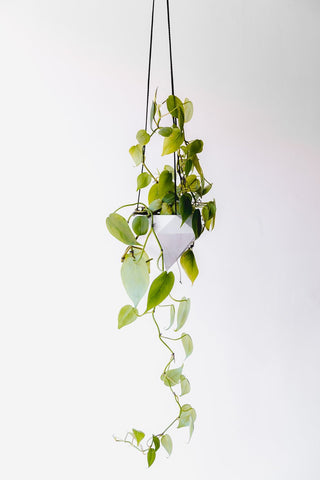 Green Leaf Indoor Plant with White Geometric Shape Hanging Planter