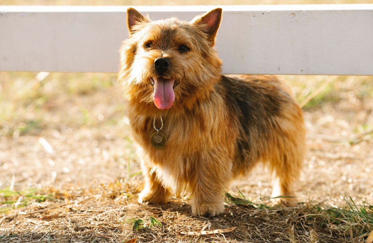 did queen elizabeth keep pedigree dogs