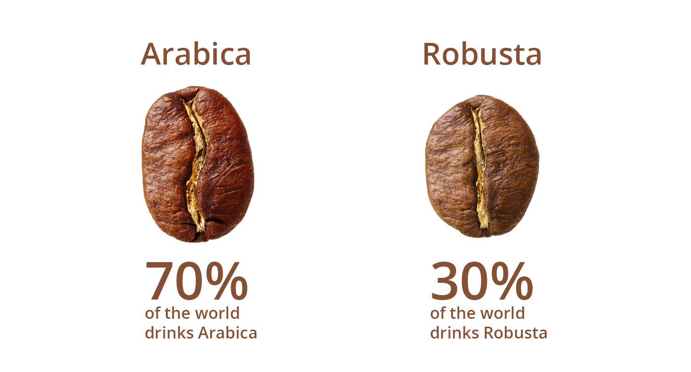 Arabica Vs Robusta Coffee