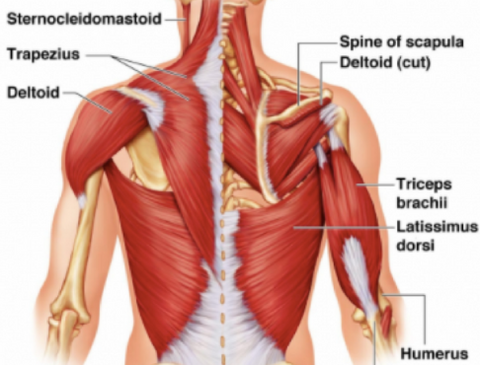 Back muscles yoga poses strength cobra kneeling twist pyramidpose tyoga teacher yoga sequence yoga flow