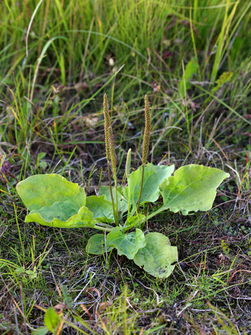 plantain 