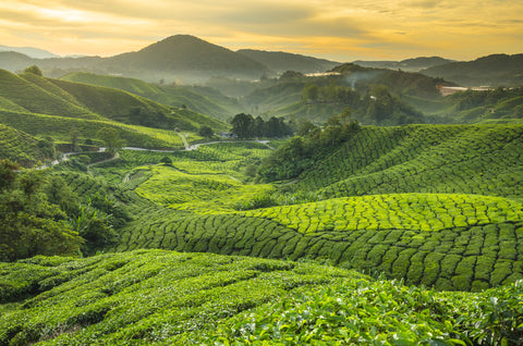 Teeanbaugebiet in China