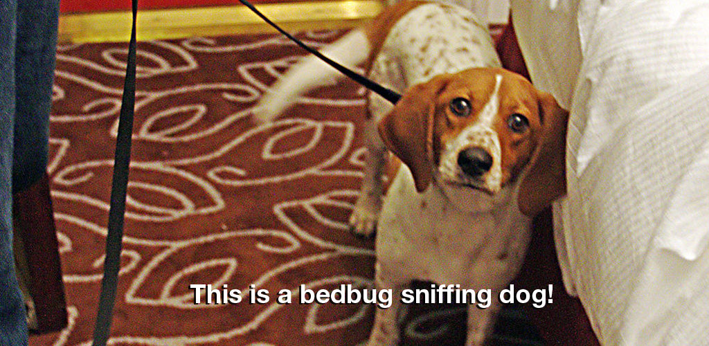 Bed bug sniffing dog hard at work.