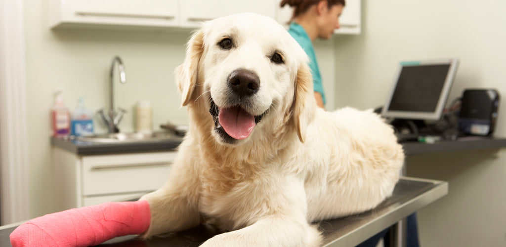 Dog in the foreground in a veterinary clinic.