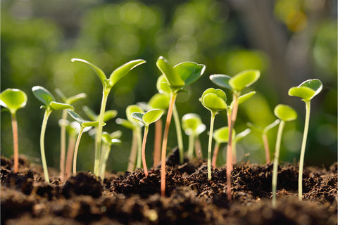 seedlings growing in worm castings and compost