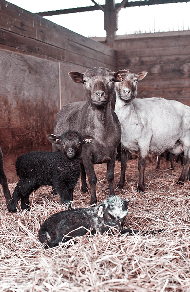 pure laine vierge ontario élevage mouton