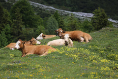 Grass-fed cattle chilling in the green