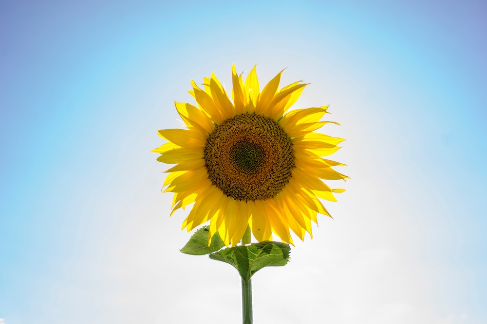 sunflower against blue sky