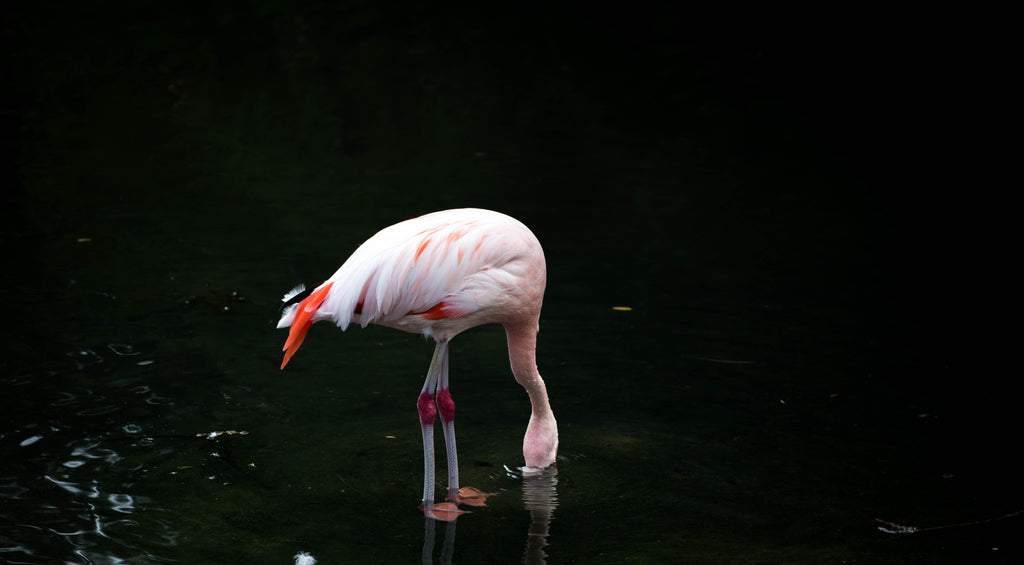 flamingo putting its head into water