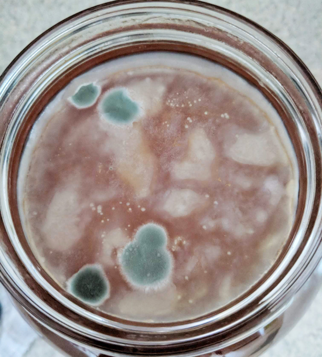 3 Things That Cause Mold On A Kombucha Scoby Yeabucha