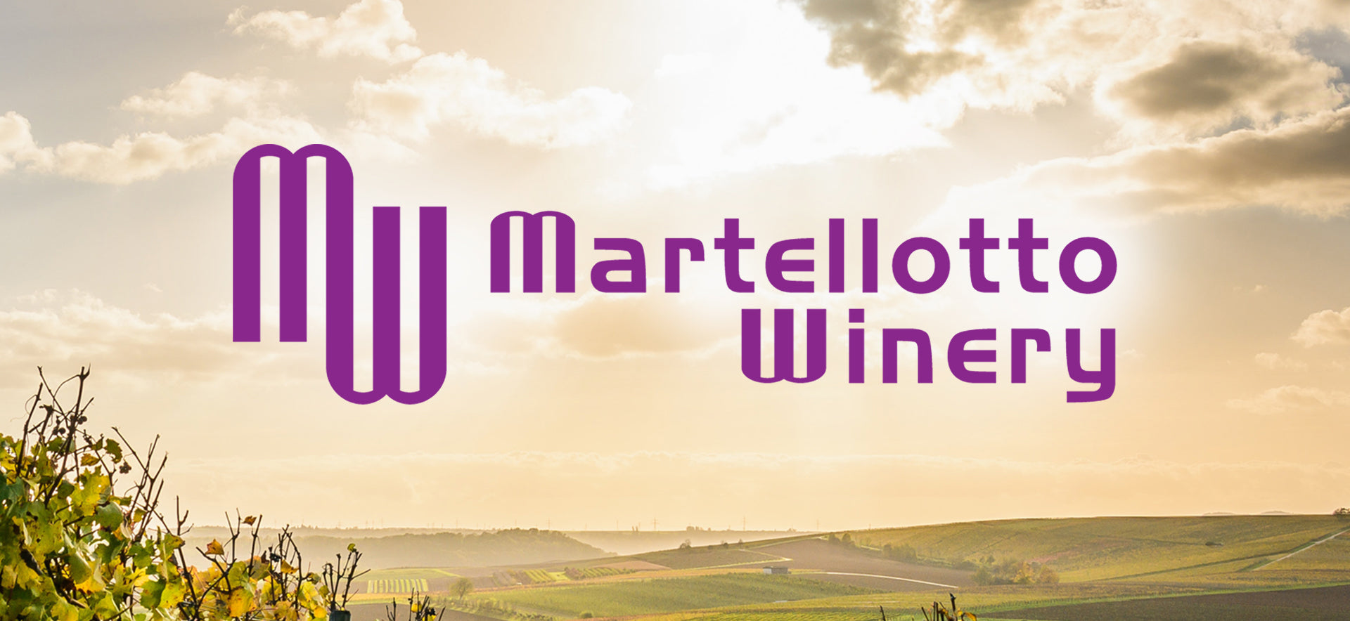 santa barbara happy canyon martellotto winery grape harvest 2019
