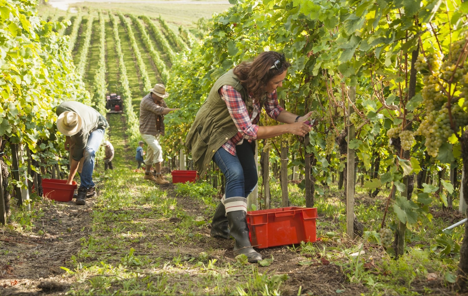 santa barbara county grape harvest 2019