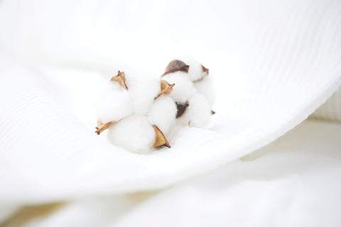 Organic cotton flower on white sheets