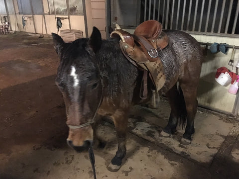 First Saddling breaking a mustang horse