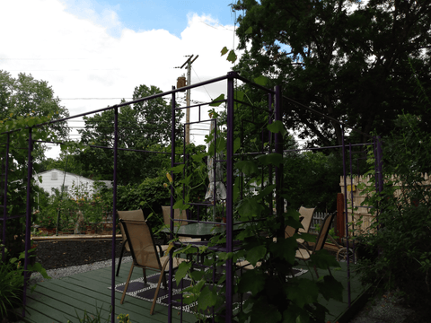 DIY pipe vineyard frame