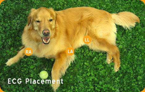 ECG Placement on Dog